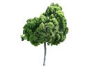 African Fern Pine, East African YellowwoodPodocarpus gracilior_004.skp