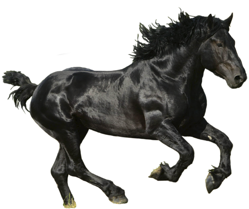 horse_PNG2525.png