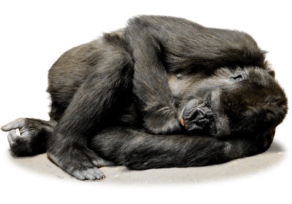 gorilla-1072466_960_720.png