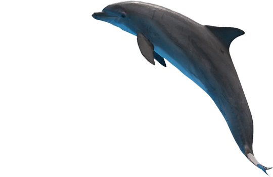 Shem-Creek-Inn-Dolphin.png