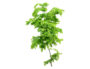 American HornbeamCarpinus caroliniana.skp