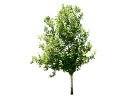 American Sycamore, ButtonwoodPlatanus occidentalis_001.skp