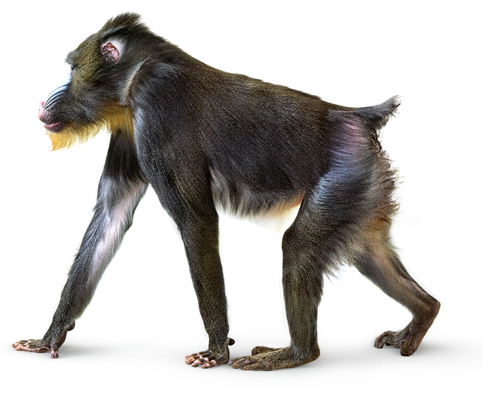 DK_Mandrill_1070_q0mfs2.png