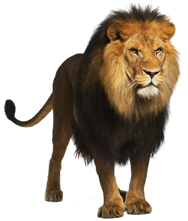 c71e58fe7a1528d749a723d3c0afb78b.png