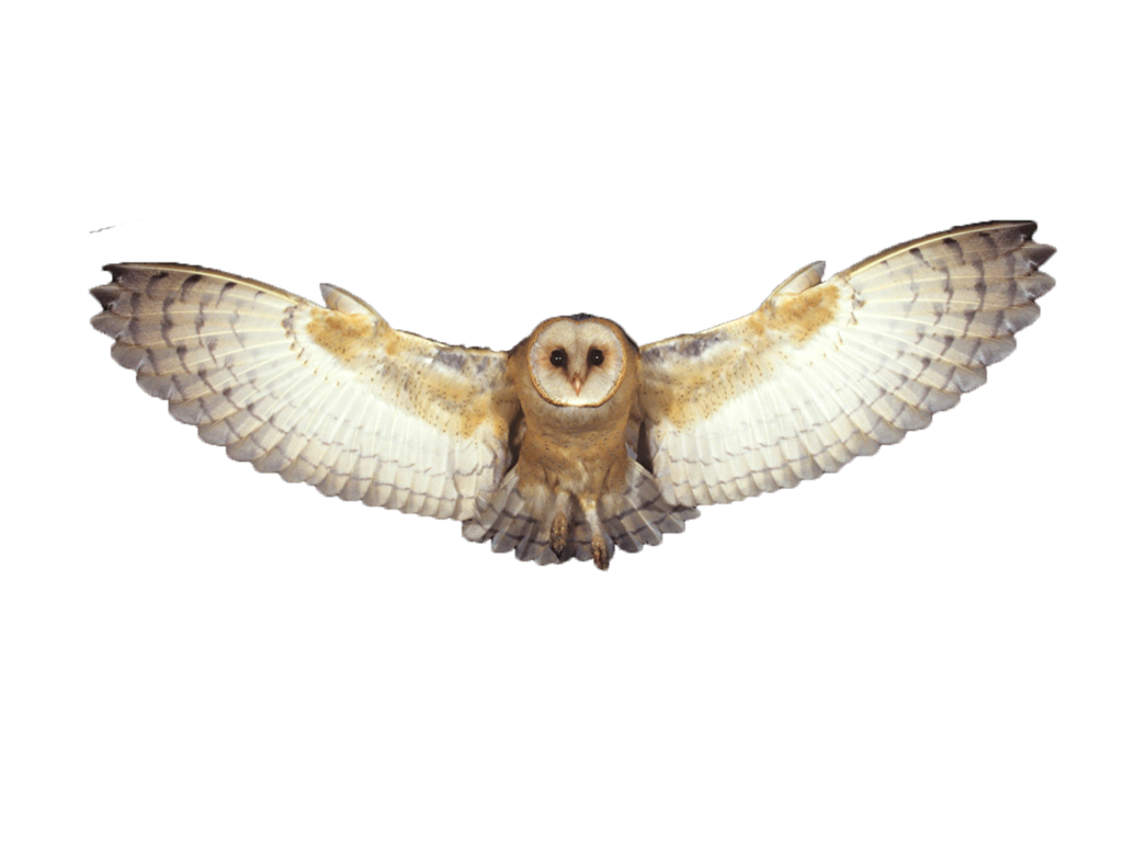 flying_owl_png____by_summerwinterdreams-d7galmk.png