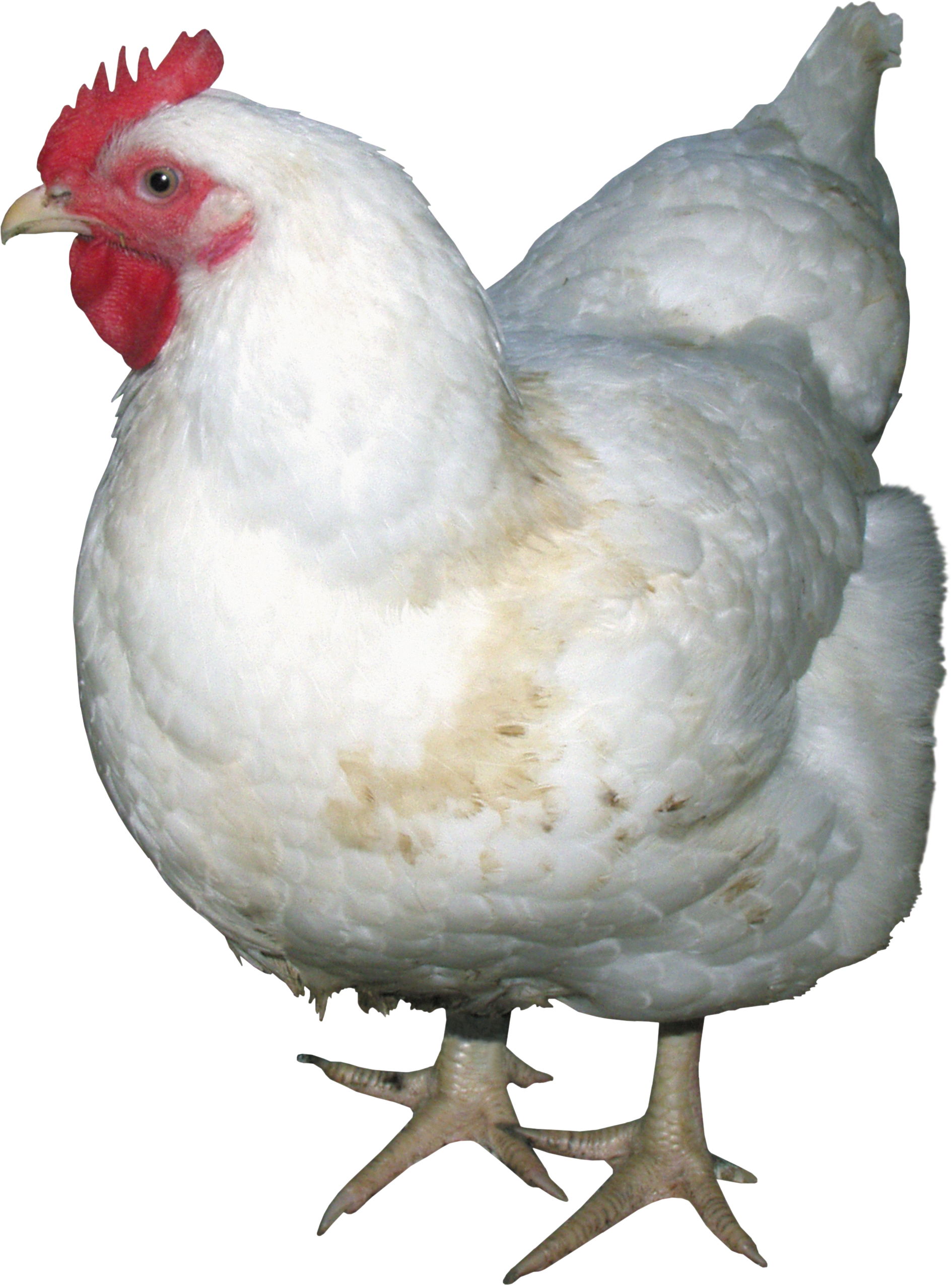 chicken_PNG2151.png