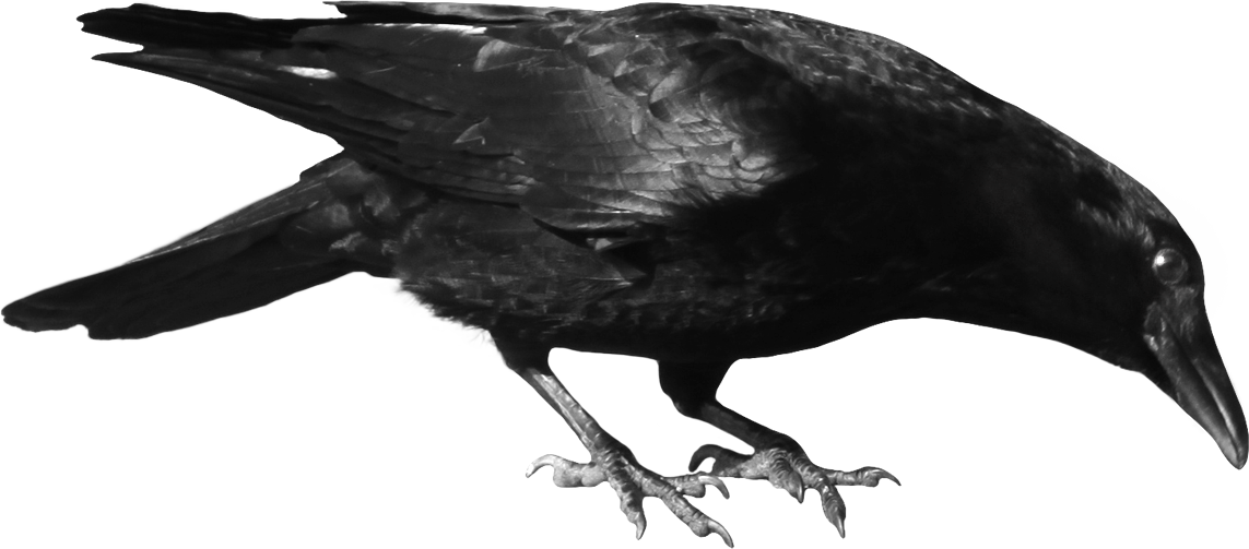 crow_PNG3112.png