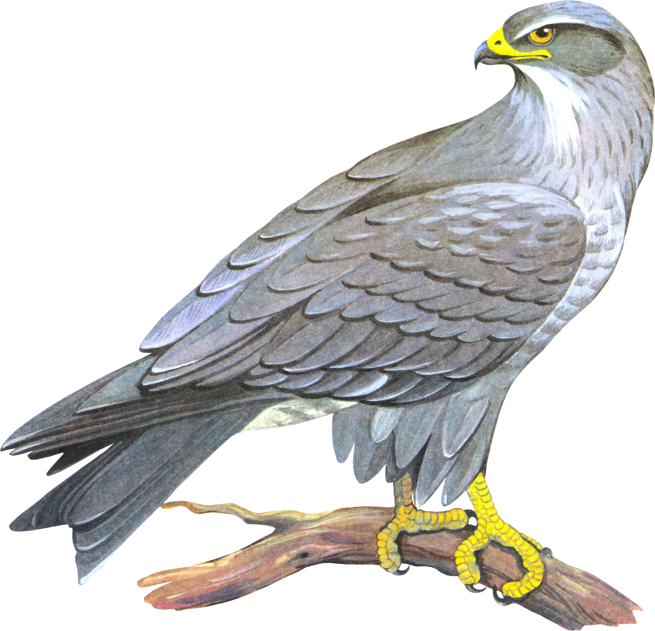0_8eade_f8e595b8_ori11g.png
