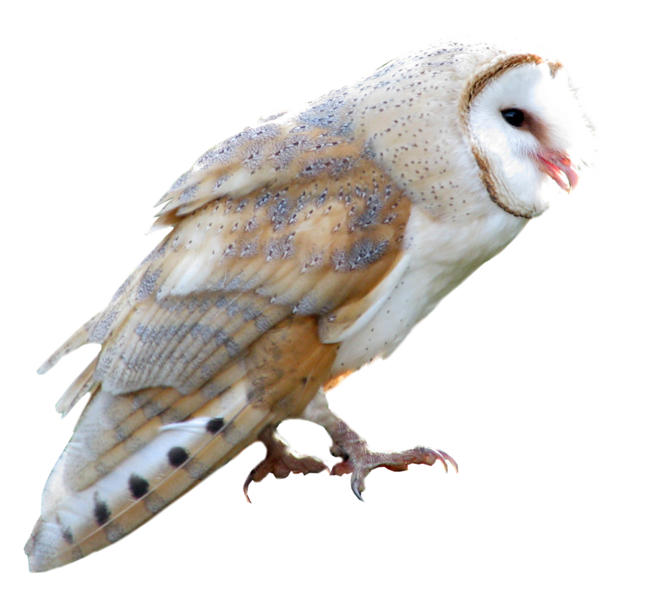 cut_out_stock_png_108___sweet_barn_owl_by_momotte2stocks-d8mnlzx.png