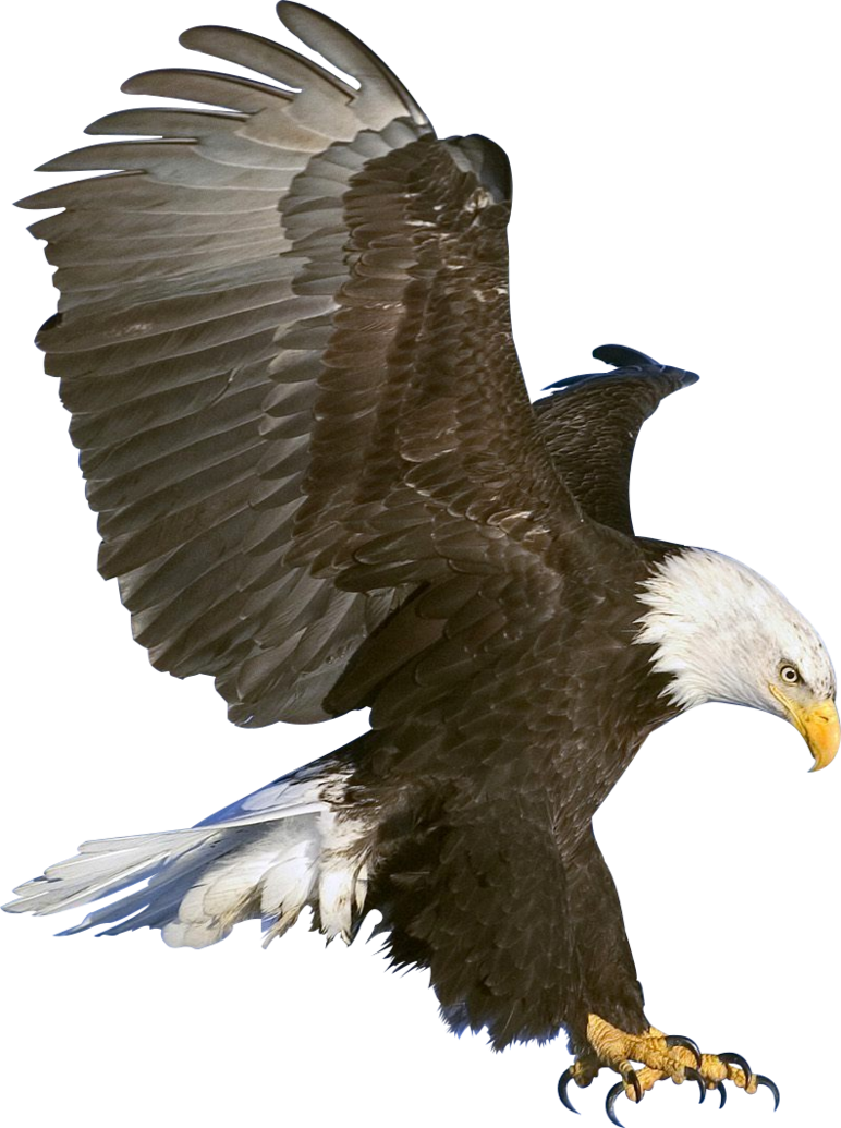 eagle_PNG1211(1).png