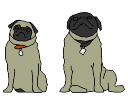 2D_Animal_Dog_Pugs.png