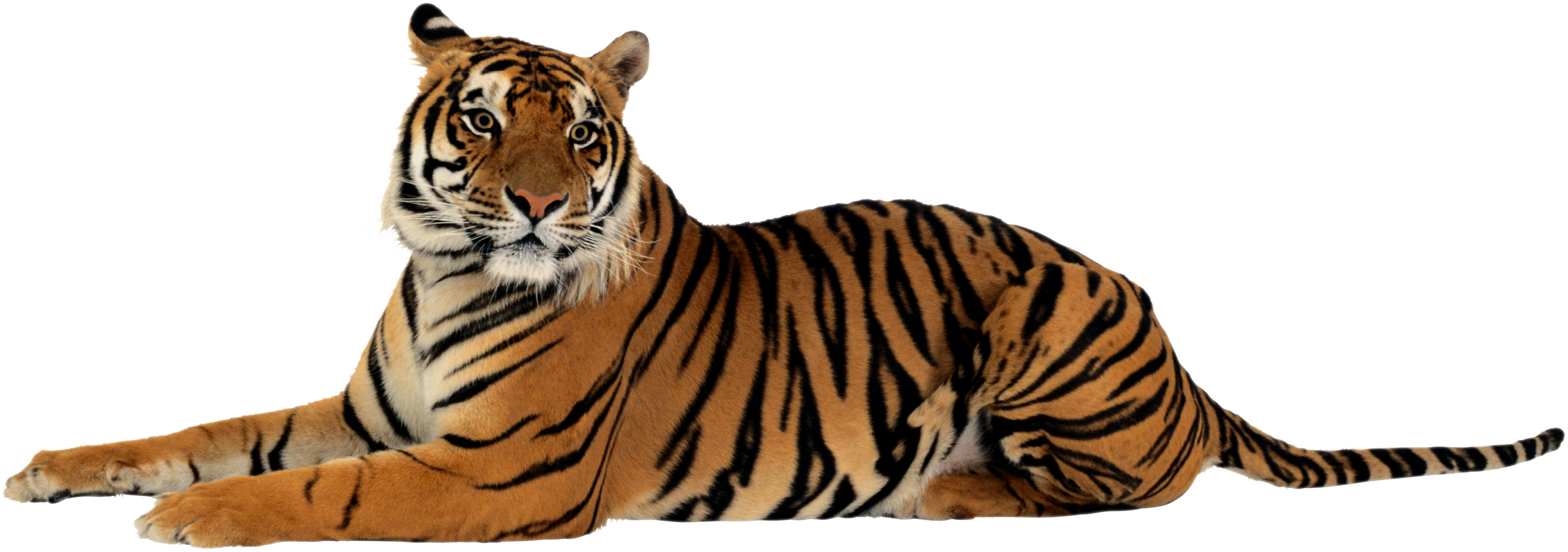 Tiger-PNG-File.png