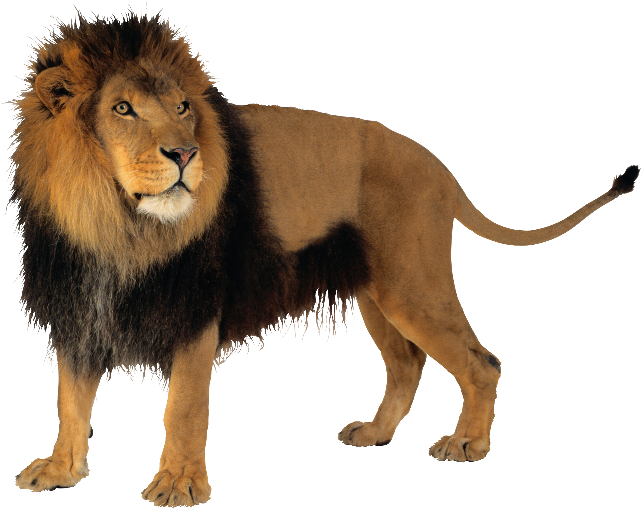 lion_PNG3806.png