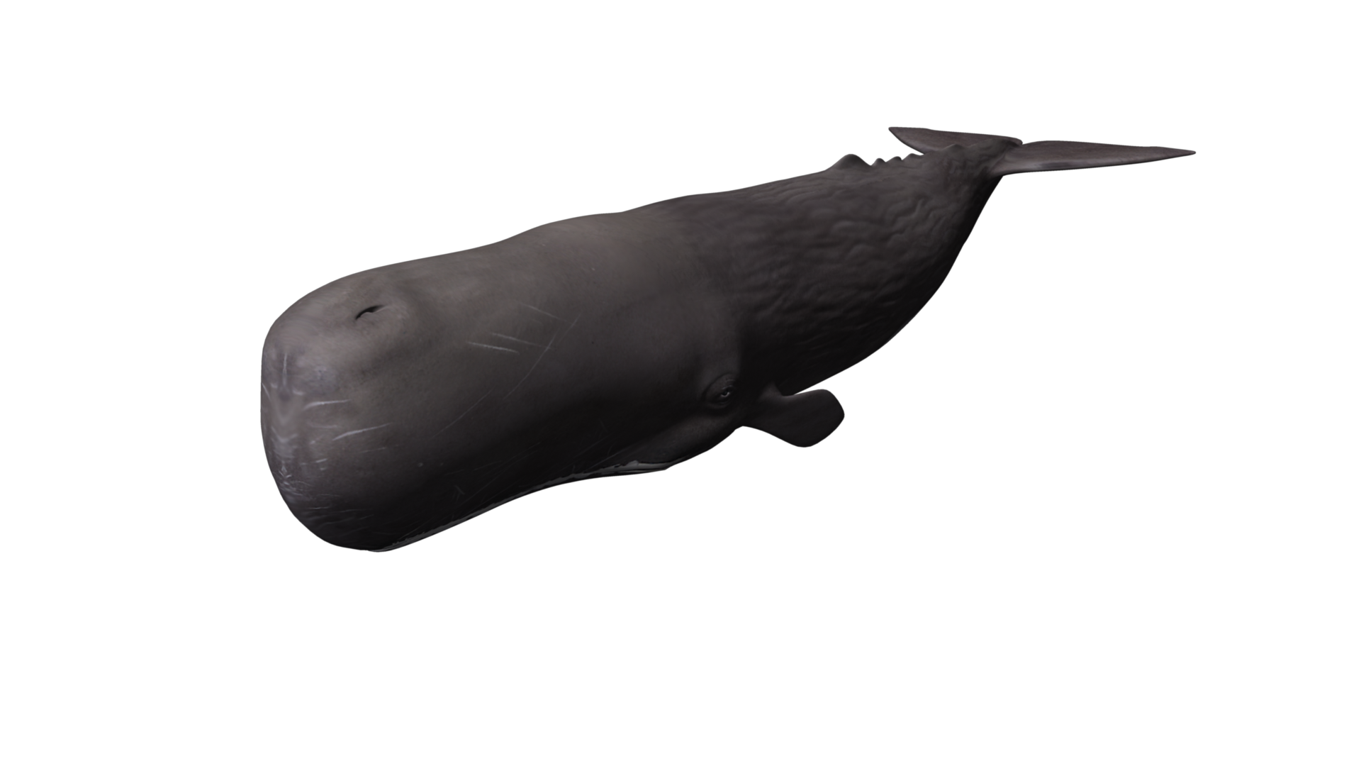 2013_AOP_Whales_5_spermWhale_persp.png