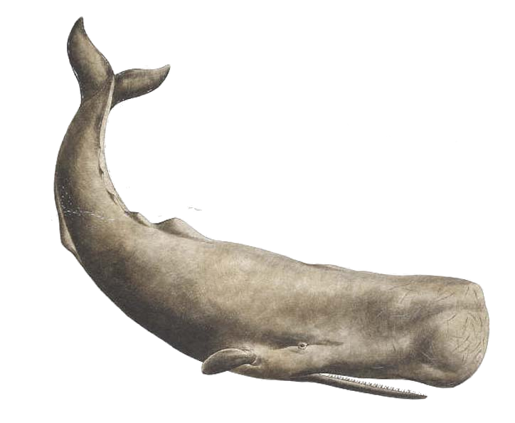 whale_sperm_by_lg_design-d4xu4bx.png