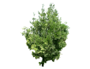 African Fern Pine, East African YellowwoodPodocarpus gracilior (2).skp