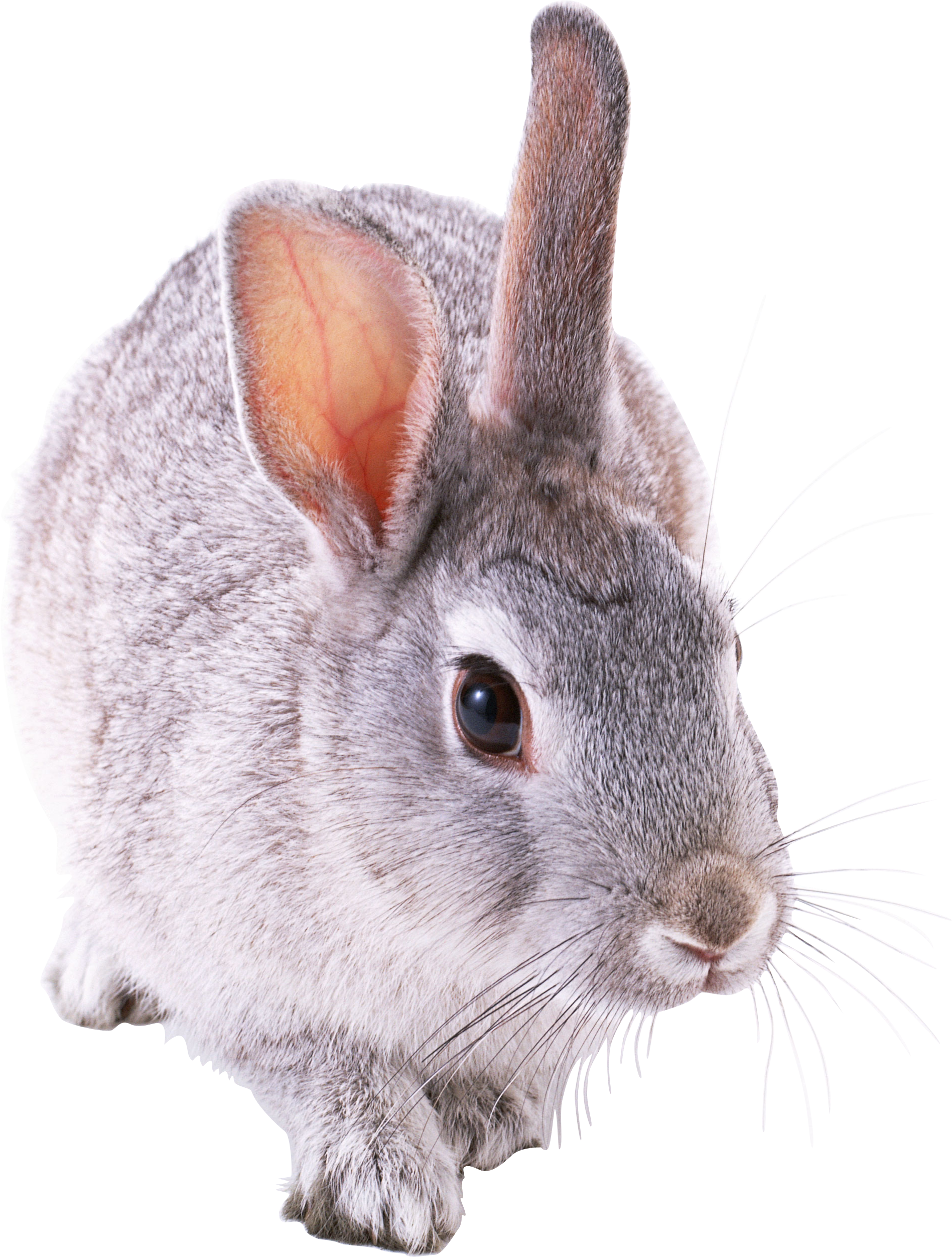 rabbit_PNG3784.png