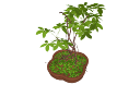 Cay Tong Hop - 1157.skp