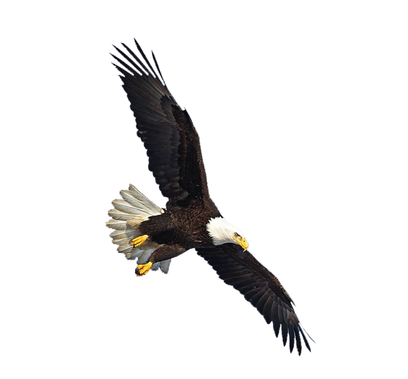 eagle_PNG1225.png