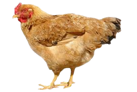 chicken_PNG2153.png