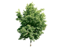 American SweetgumLiquidamber styraciflua.skp