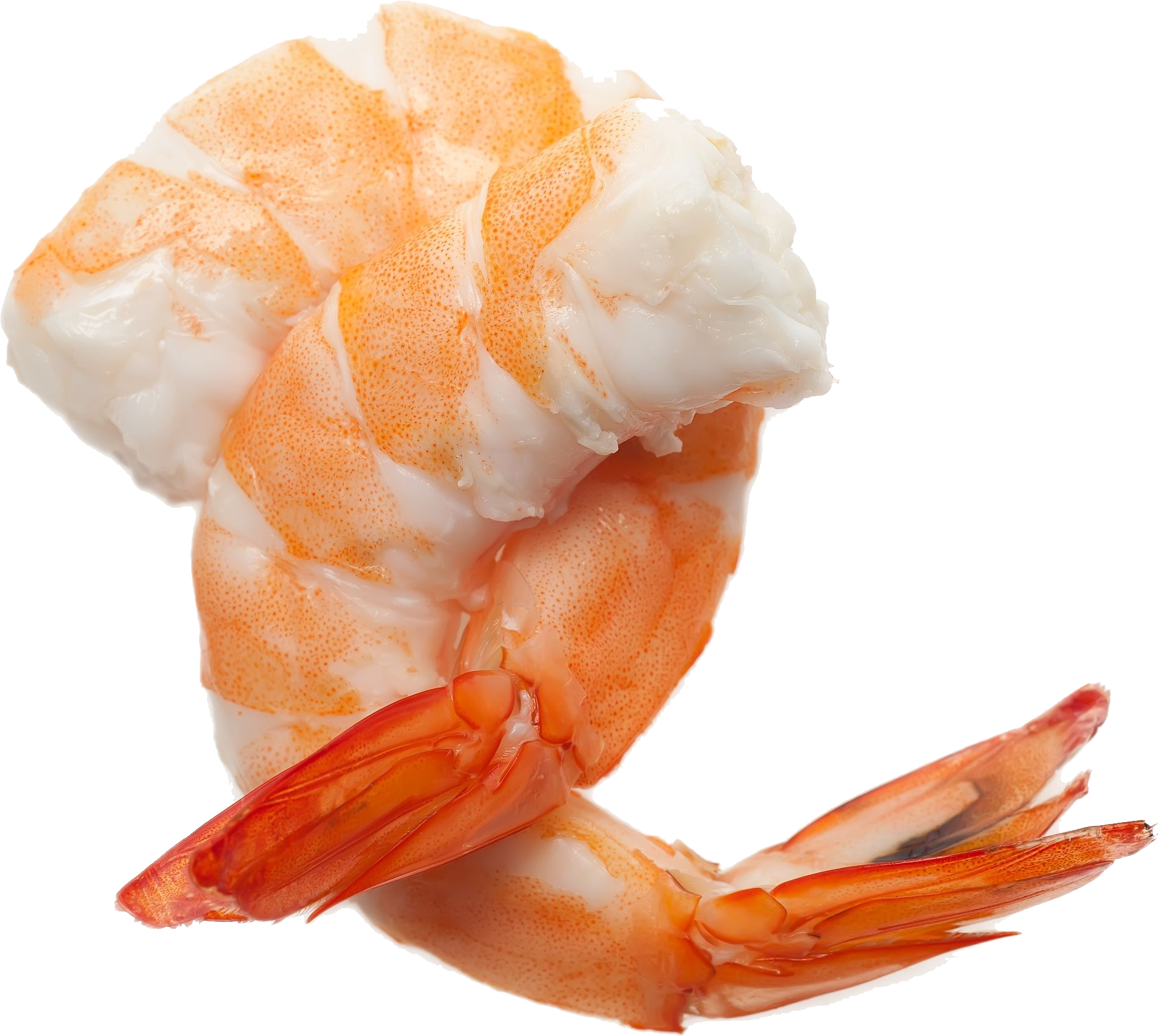 shrimp06.png