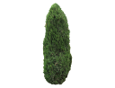 American ArborvitaeThuja occidentalis_005.skp