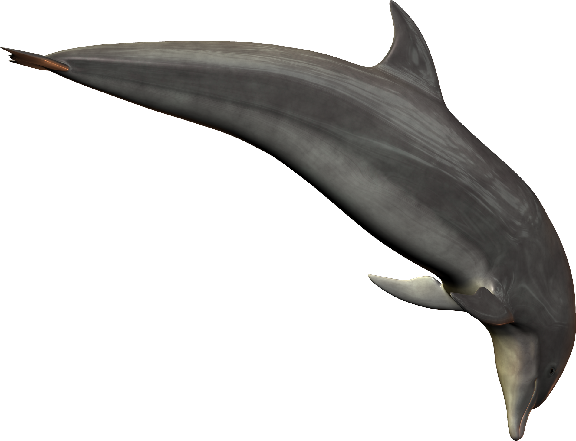 dolph1.png