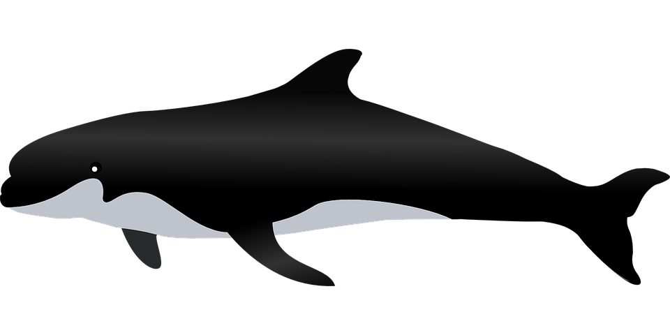 killer-whale-311772_960_720.png