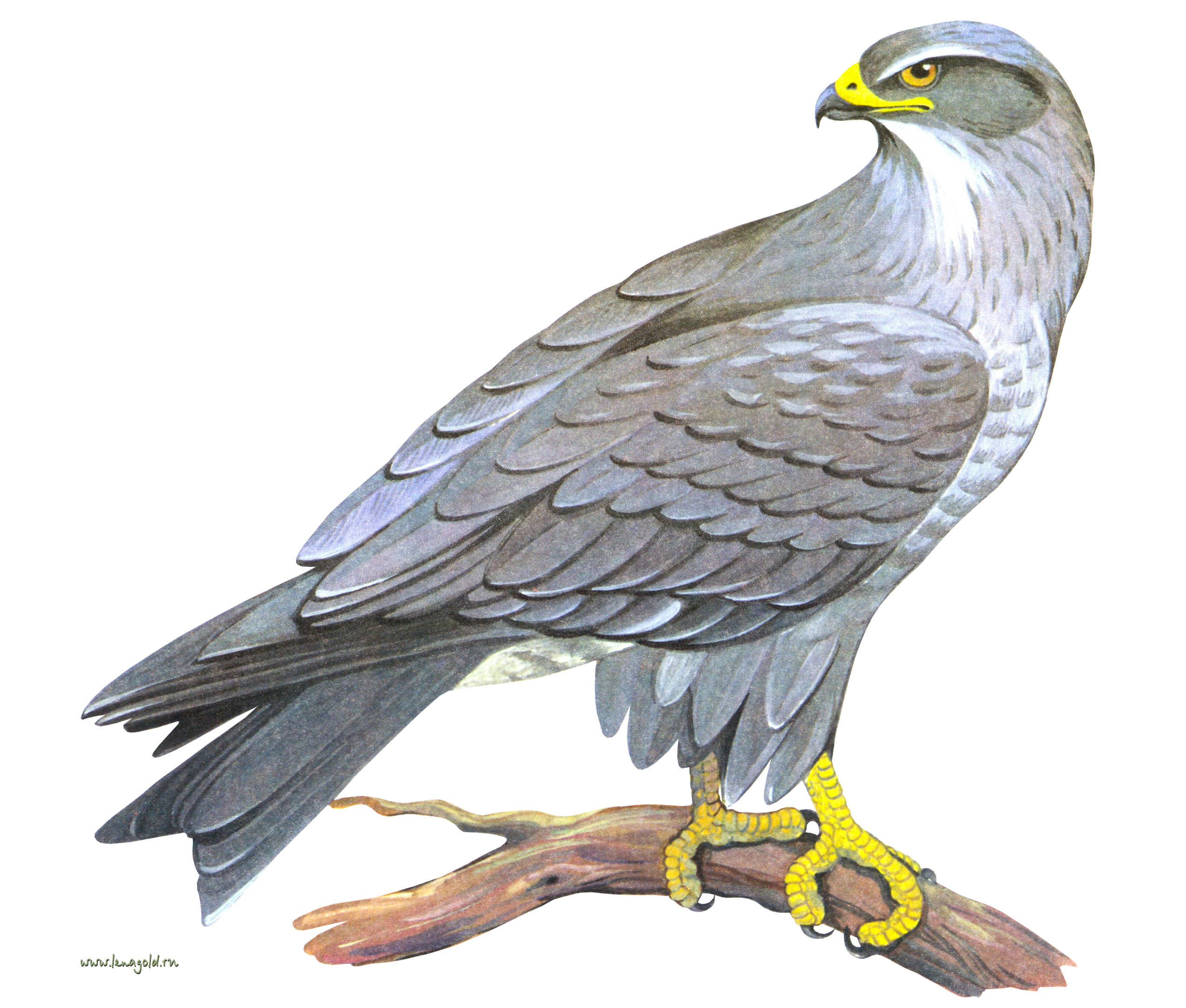 0_8eade_f8e595b8_orig.png