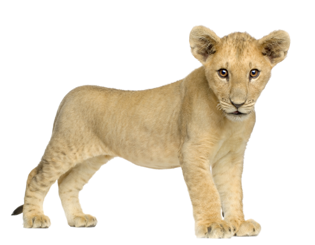 lion_PNG557.png