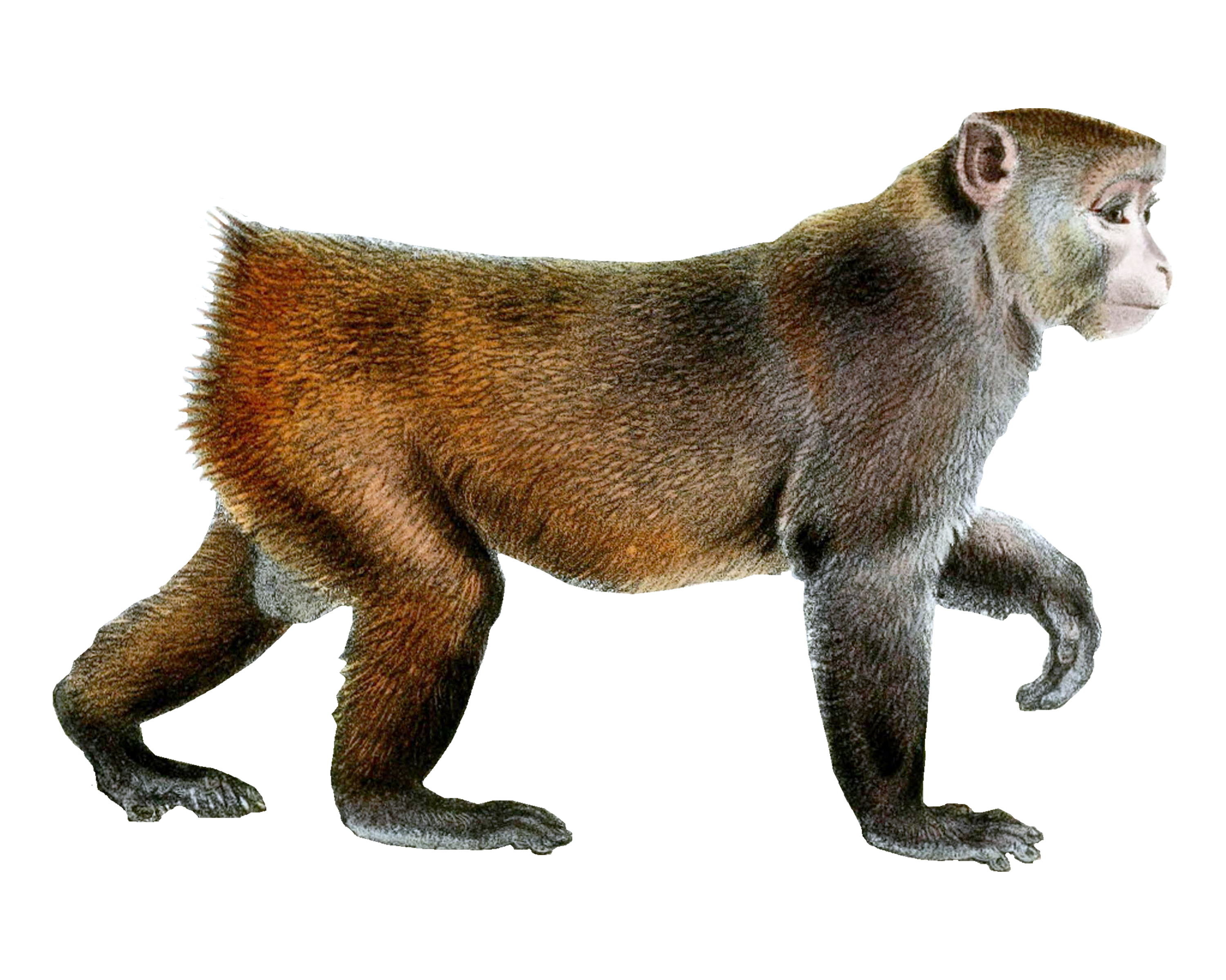 Rhesus_Macaque_Monkey.png
