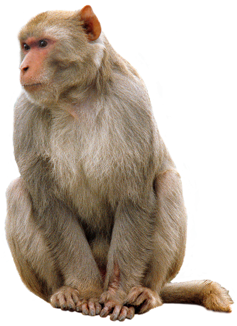 Monkey-PNG-Picture.png