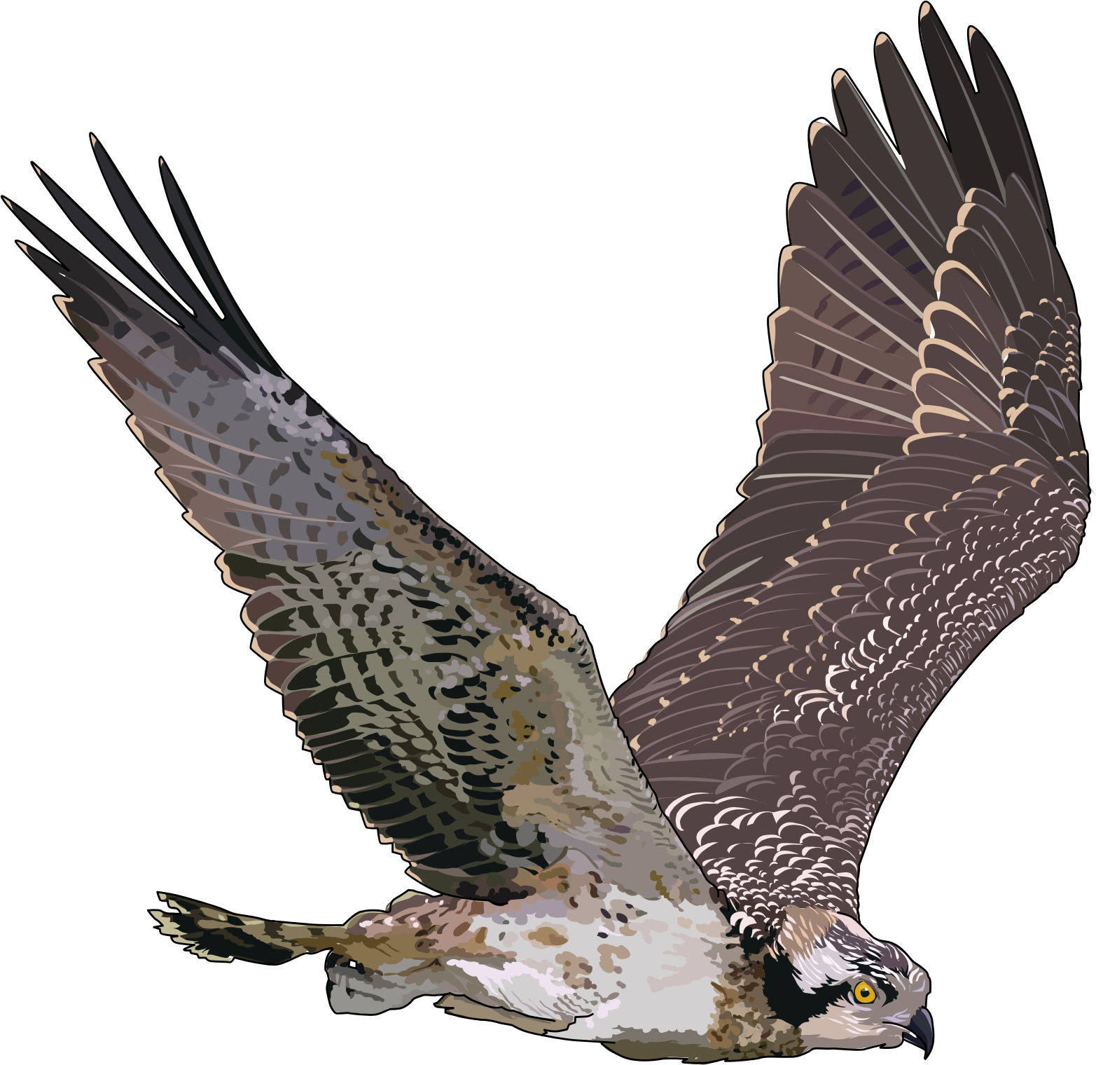 balbuzard-pecheur-2400px.png