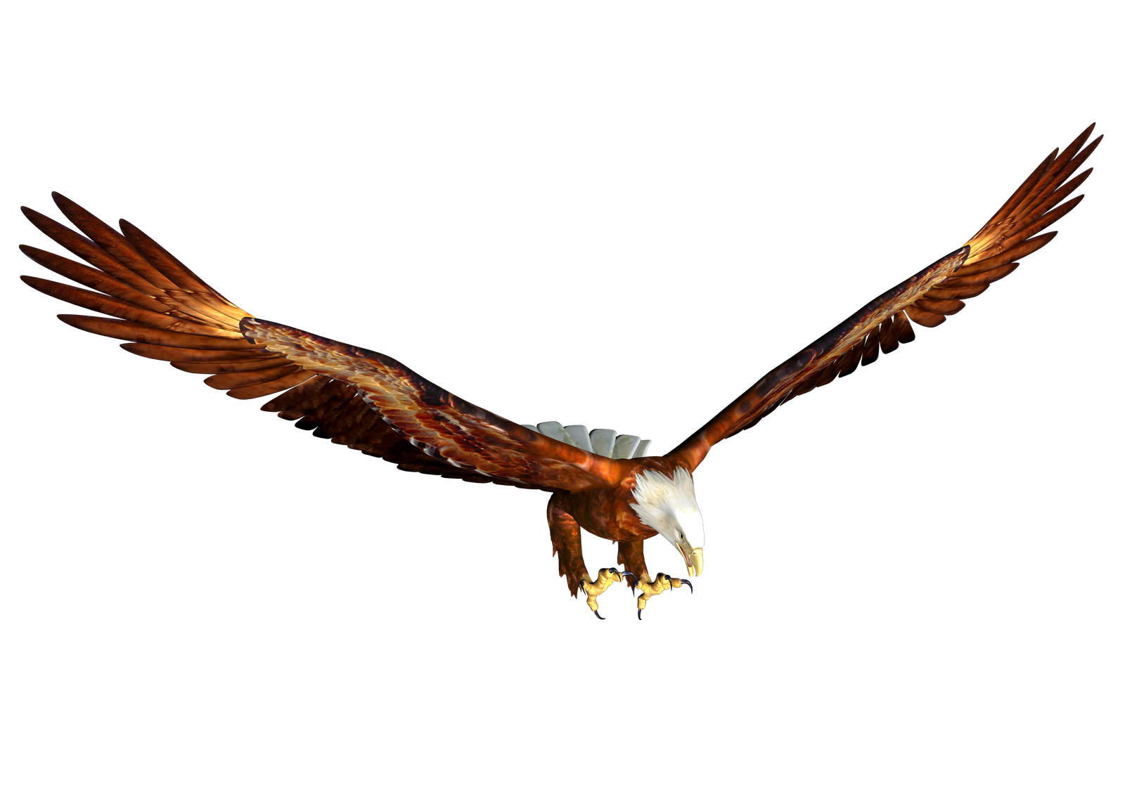 eagle_PNG1213(1).png