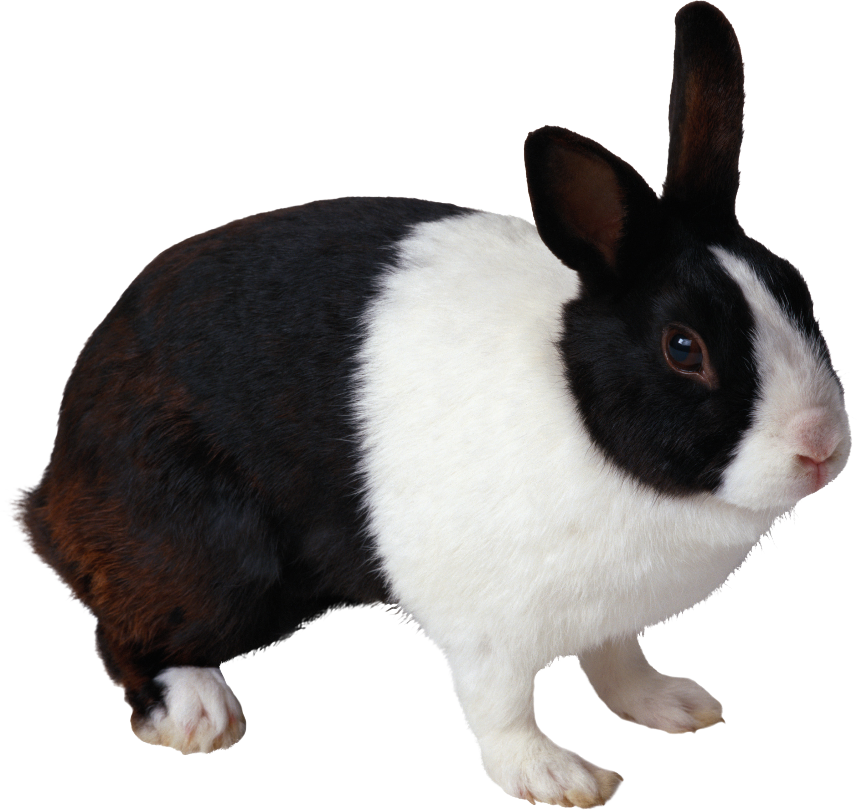 rabbit_PNG3777.png