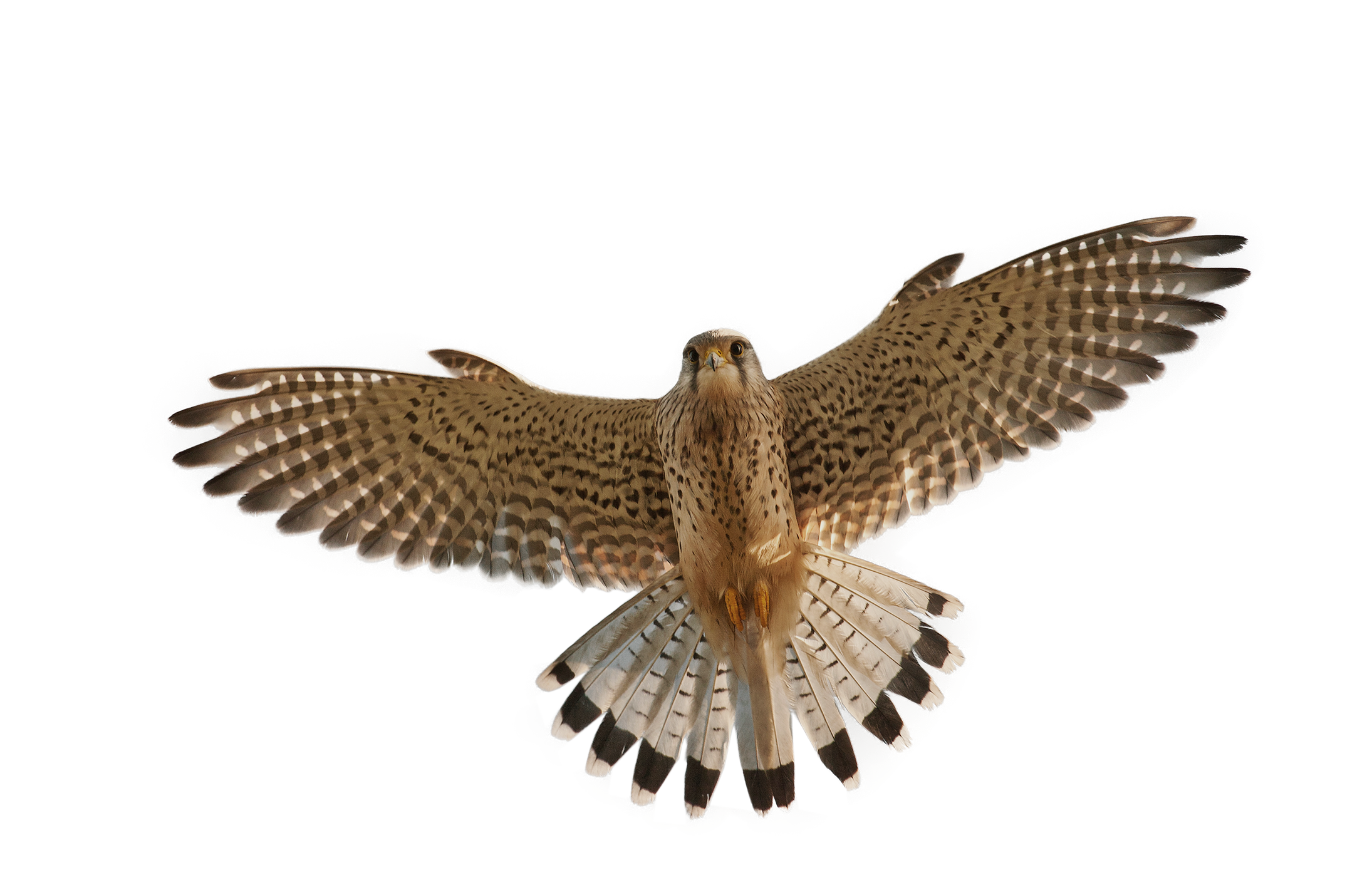 Kestrel.png