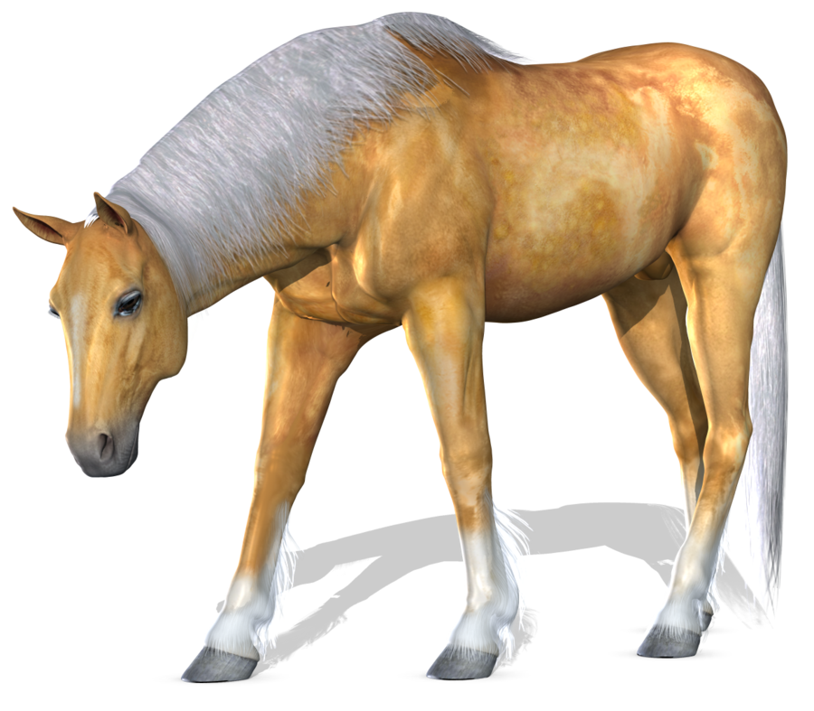 horse_PNG2537.png