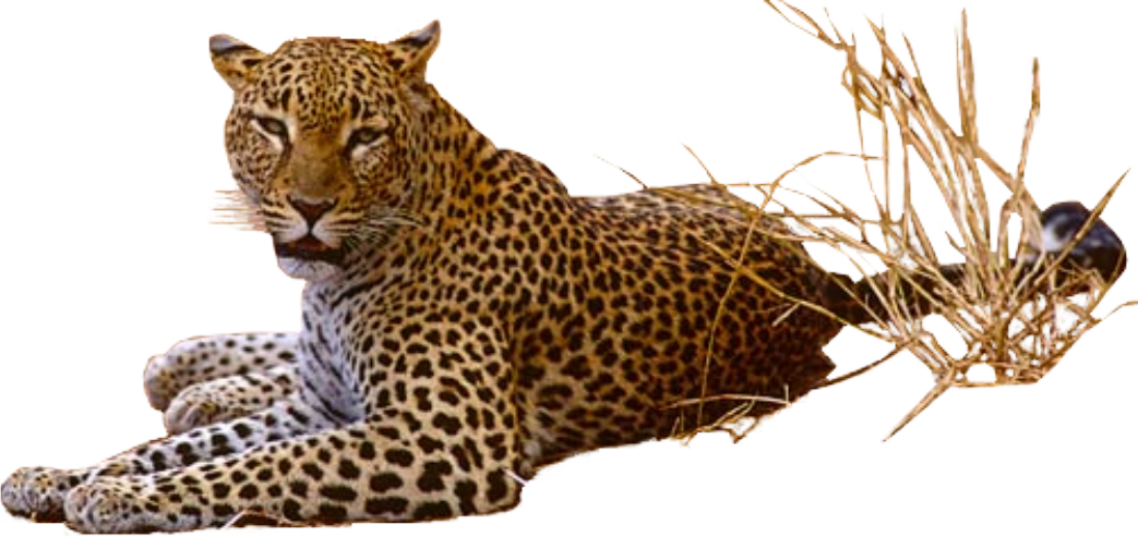 Leopard-PNG-Pic.png