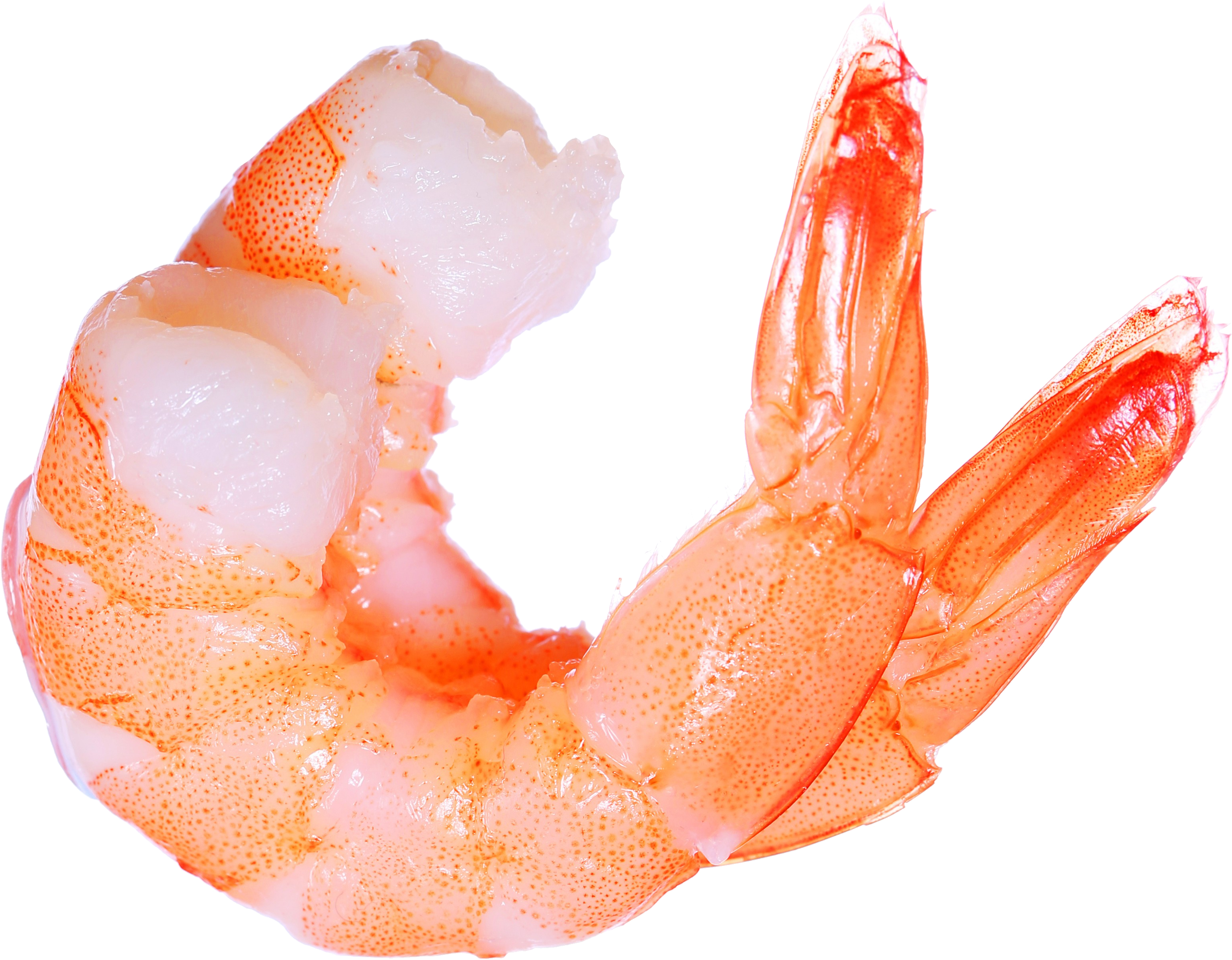 shrimp03.png
