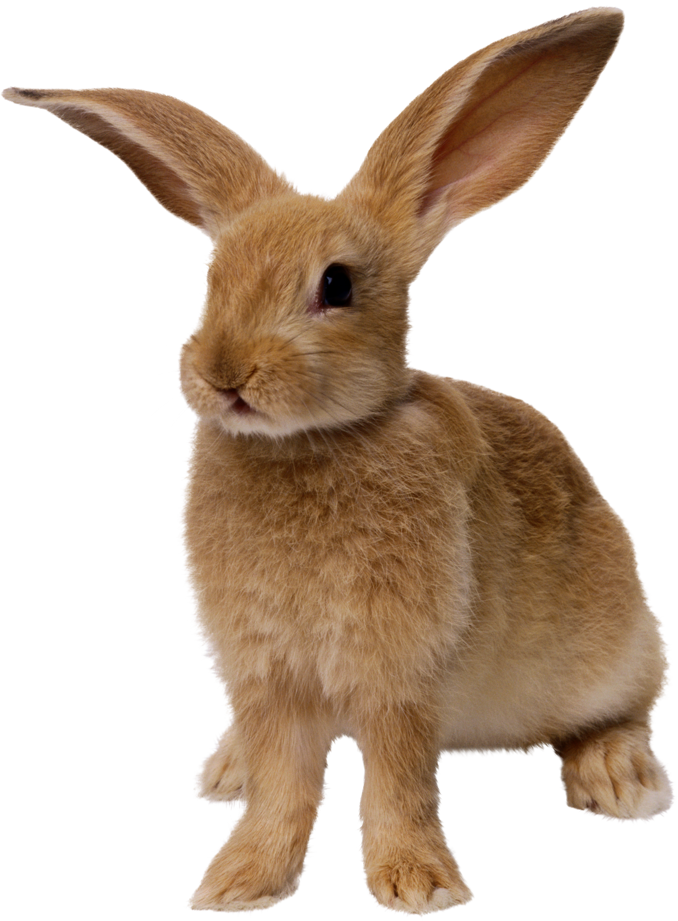 rabbit_PNG3792.png