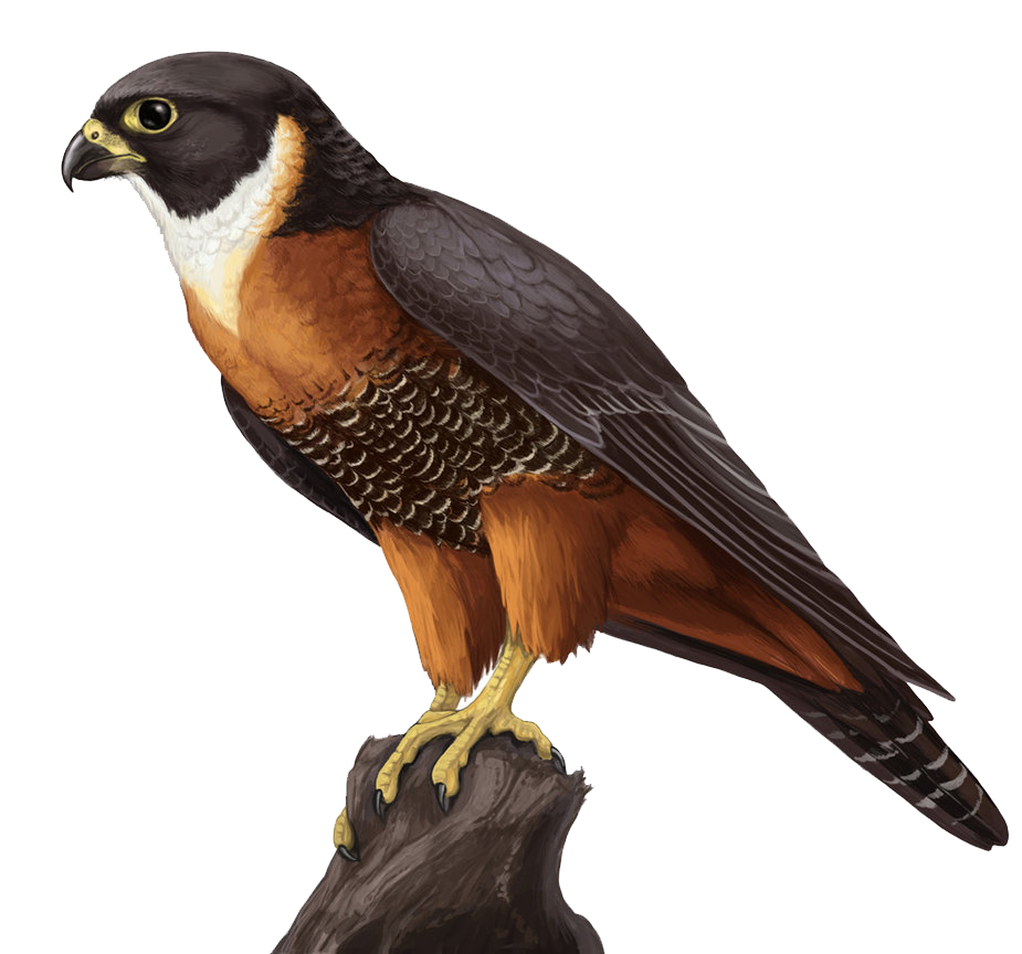 Falcon-PNG-Photos.png