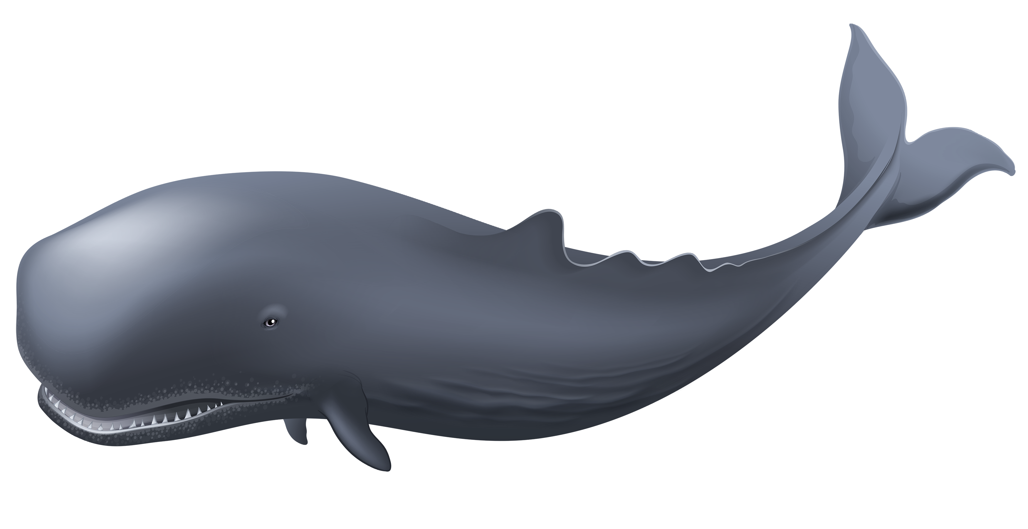 Whale_PNG_Clipart-455.png