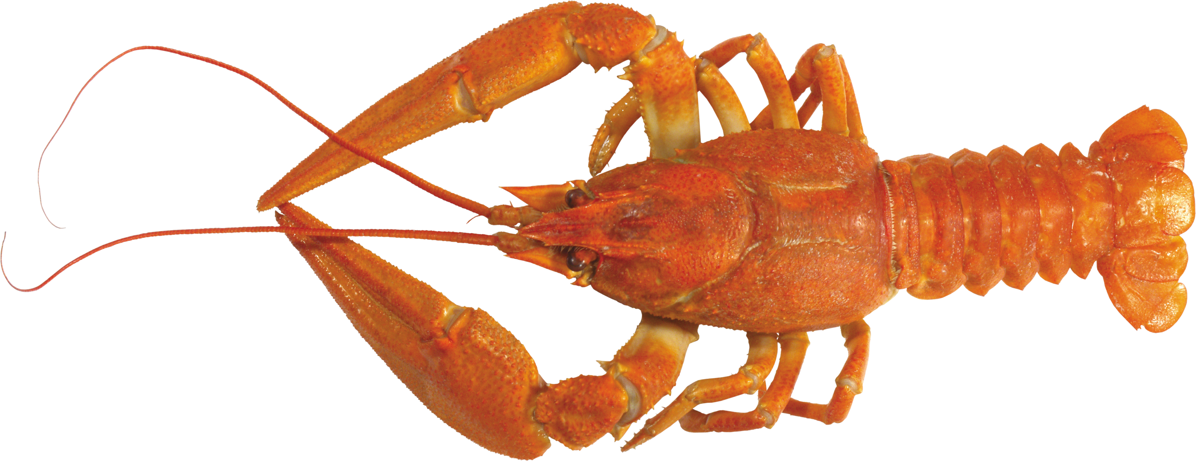 0_7a7a9_1cf1ca9c_orig.png