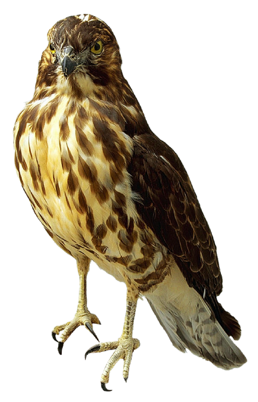 Falcon-Transparent.png
