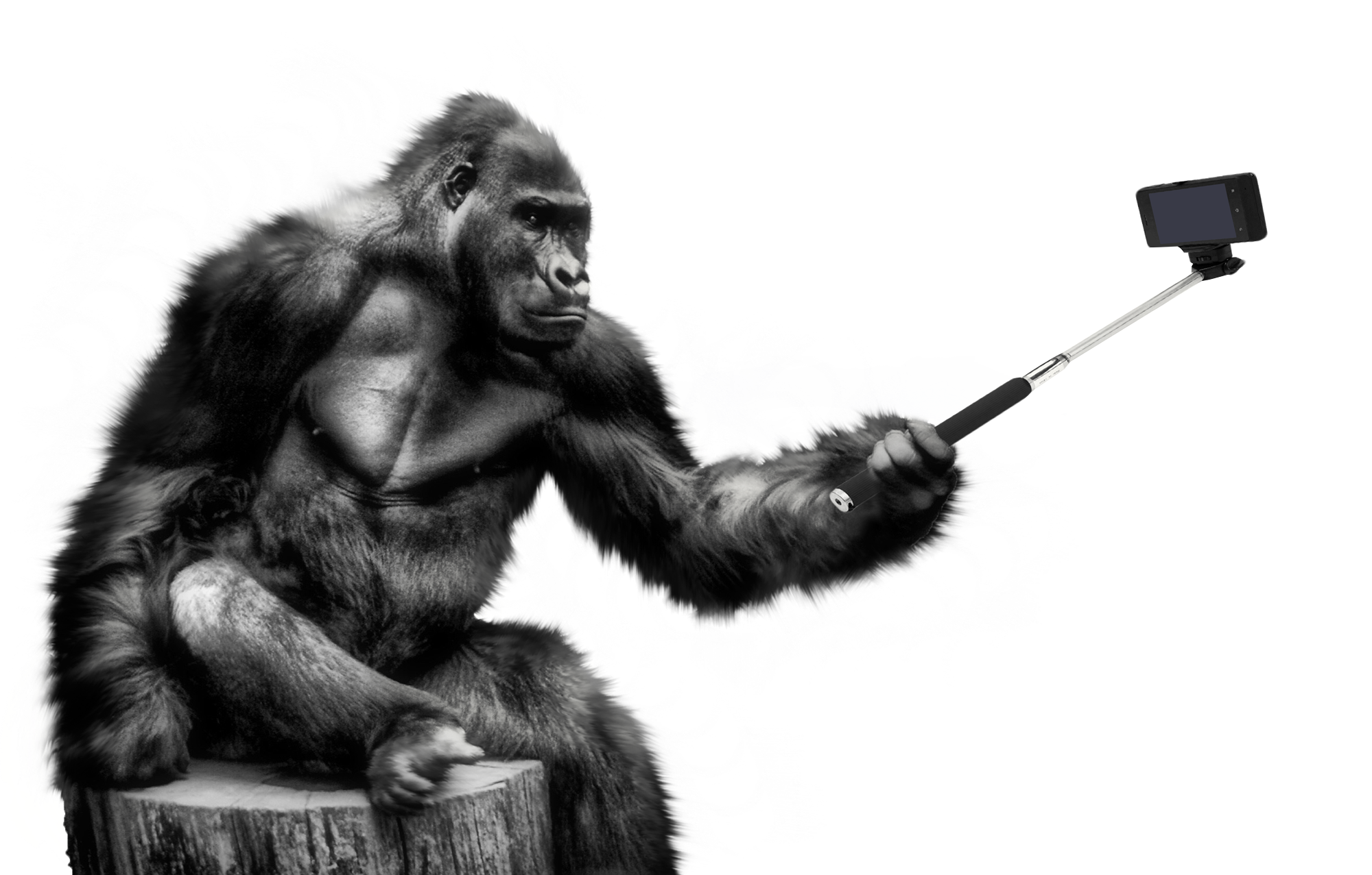 PNGPIX-COM-Gorilla-Selfie-PNG-Transparent-Image.png
