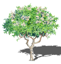 2D Cay Ngoai That - 116.skp