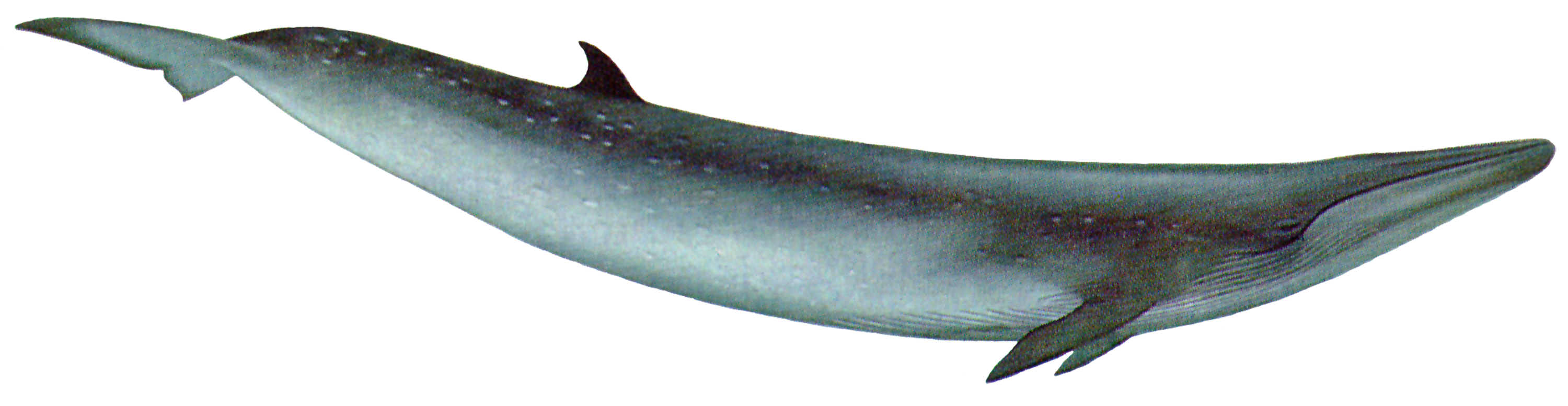 Brydes-Whale-6001.png