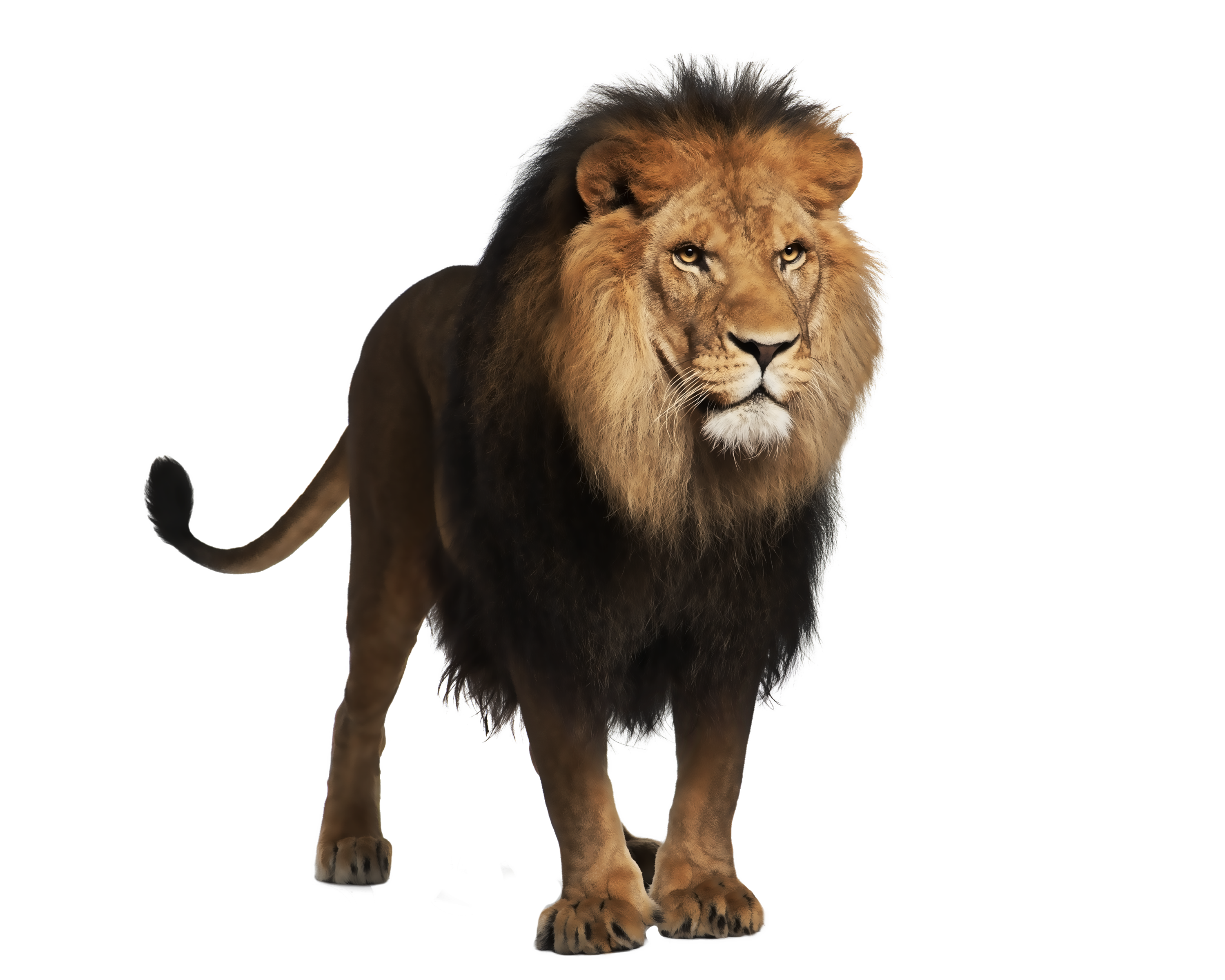 lion_PNG1382472184.png