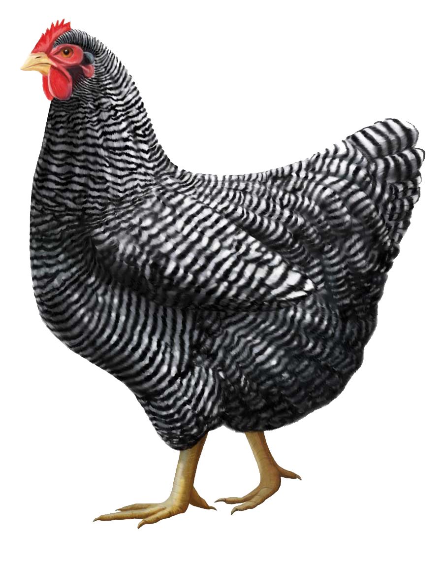 chicken_PNG2171.png